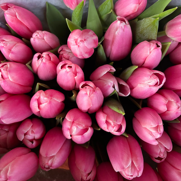 ROMANTICKÉ TULIPÁNY