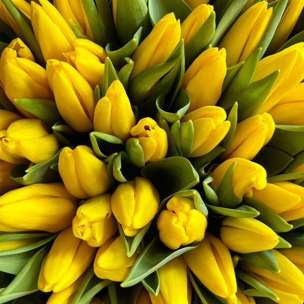 SLNEČNÉ TULIPÁNY
