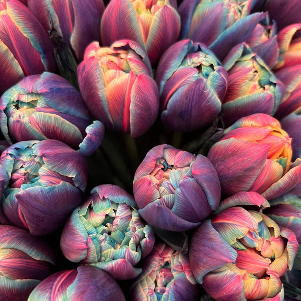 MAGICKÉ TULIPÁNY